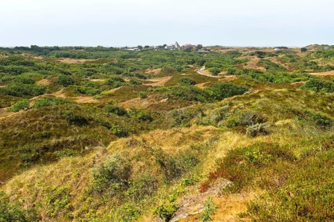Landscape with brown dunes and crowberry stand on the East Frisian island of Spiekeroog, North Sea,
