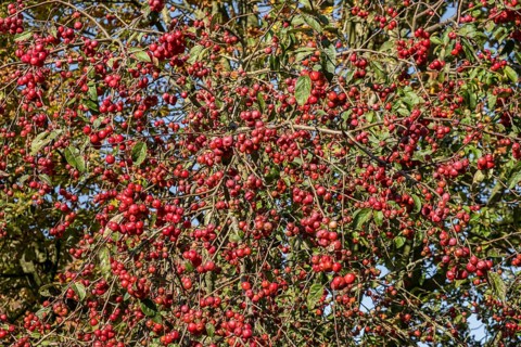 Ornamental apple (Malus spec.), Münsterland, North Rhine-Westphalia, Germany, Europe