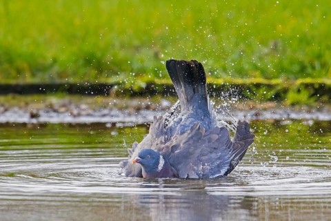 Common wood pigeon (Columba palumbus) bathing in water of pond