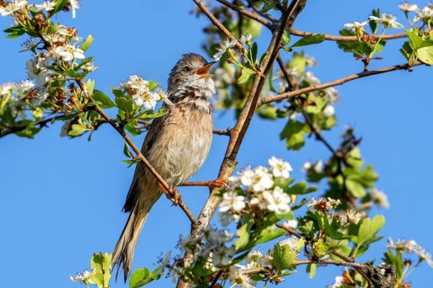 Common whitethroat, greater whitethroat (Curruca communis, Sylvia communis) perched in blossoming