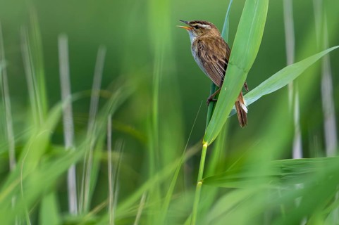 Sedge warbler (Acrocephalus schoenobaenus, Motacilla schoenobaenus) calling from reed stem in