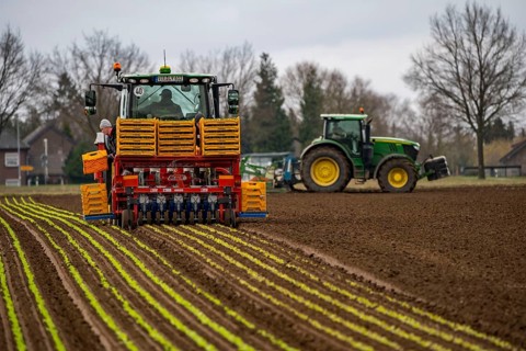 Lettuce plants, in press pots, they are planted in a field with a planting machine, agriculture,