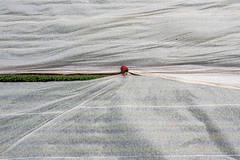 Potato field, fleece cover is removed, the fleece is intended to protect against weather