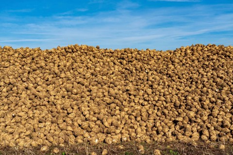 Agriculture, sugar beets are stacked at the edge of the field after harvesting, beet pile,