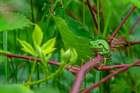 European tree frog (Hyla arborea, Rana arborea) sunning on prickly stem of bramble bush in spring,