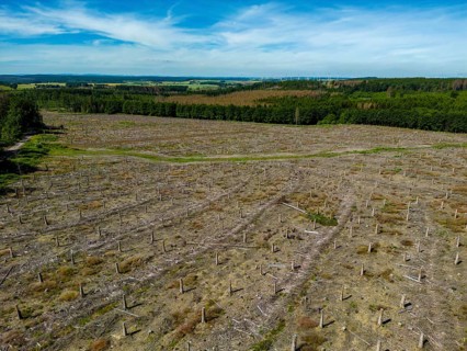 Cleared forest in the Eggegebirge, near Lichtenau, Paderborn district, site of a spruce forest that