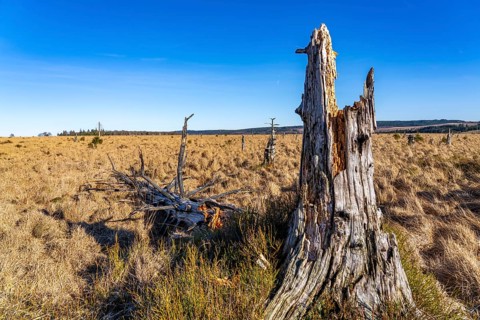 Noir Flohay ghost forest, remnants of a forest fire from 2011 in the High Fens, high moor, in the
