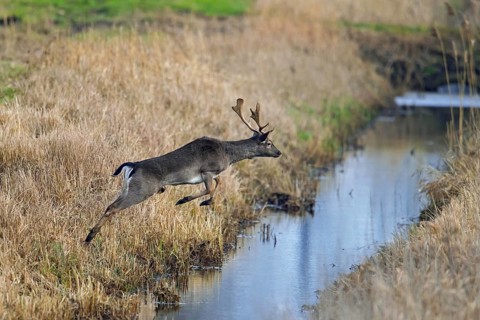 Fleeing European fallow deer (Dama dama) buck, male jumping over ditch, brook, running through