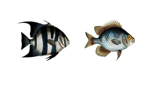 Fish, fishes, left: genus butterfly-fish, Chaetodon faber, the Smith, the Smith. right: genus