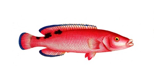 Fish, fishes, genus of wrasses, Labrus carneus, red wrasse, cuckoo wrasse, red wrassle, cuckoo
