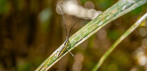 Flat-headed longhorned beetle (Taeniotes scalatus), sitting on a leaf, Corcovado National Park, Osa