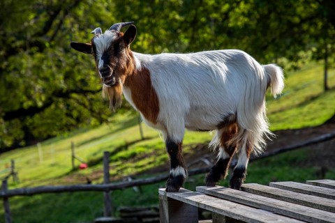 Goat (Capra), mountain village Rasa, Centovalli, Canton Ticino, Switzerland, Europe