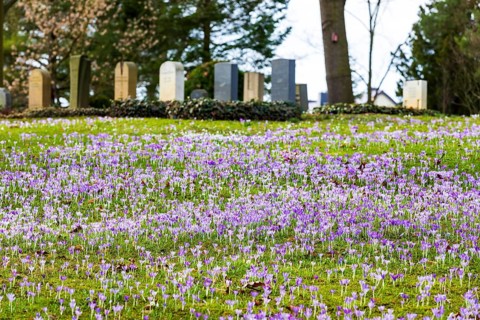 Crocuses (crocus) bloom between the graves at the Trinitatisfriedhof cemetery in Riesa, Saxony,