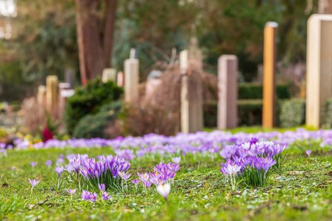 Crocuses (crocus) bloom between the graves at the Trinitatisfriedhof cemetery in Riesa, Saxony,
