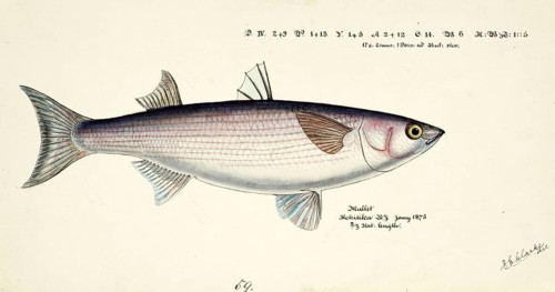 Mullet, Mugil cephalus, Mullet, fish, reproduction of an original, by Frank Edward Clarke (b. 1849,