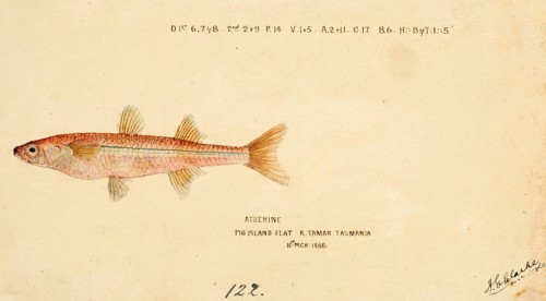 Sand smelt, a genus of Old World silversides, Athennidae, Atherine, fish, reproduction of an