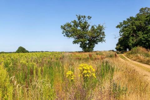 Martlesham Wilds, Suffolk Wildlife Trust farmland re-wilding project, near Woodbridge, Suffolk,
