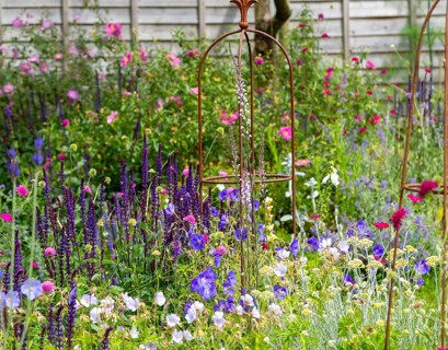 Plants in flower in small garden in summer, Suffolk, England, Uk
