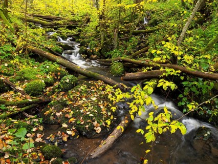 Hill Stream, the Schwartzbach, with autumn colour. The Rhön UNESCO Biosphere nature reserve, county