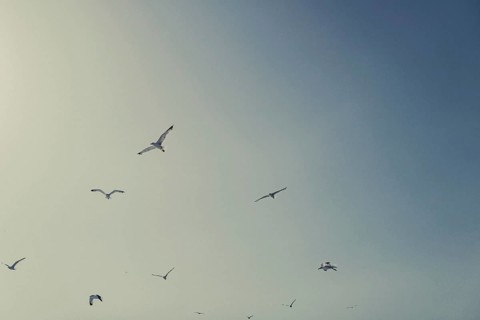 Seagulls off the coast of the Greek island of Skiathos, Greece, Europe