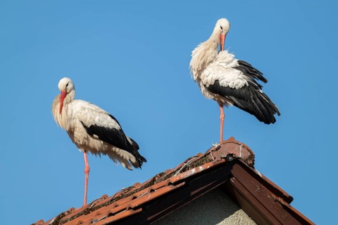 White storks (Ciconia ciconia), two storks, stork couple, standing on the roof of a house, blue