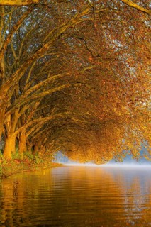 Autumn colours on the Platanen Allee, Hardenberg Ufer, lakeside path on Lake Baldeney, near Haus