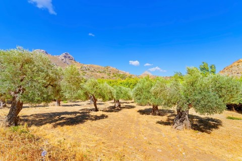 Centuries-old Olive grove, Preveli, Rethymno, Southern Crete, Crete, Greek Islands, Greece, Europe
