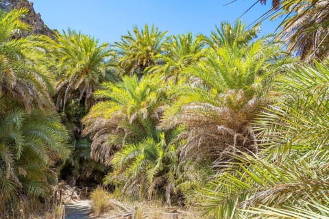 Preveli palm forest, Rethymno, Crete, Greek Islands, Greece, Europe