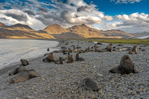 Fortuna Bay landscape with fur seals South Georgia Antarctica