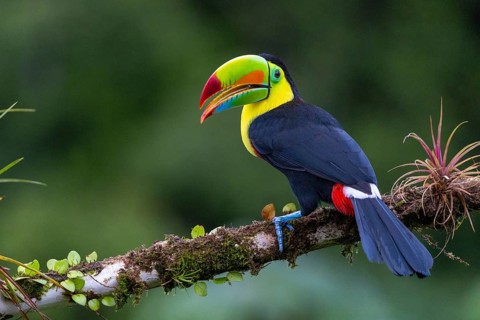 Fishing Toucan (Ramphastos sulfurantus), Toucans (Ramphastidae), Laguna del Lagarto Lodge,