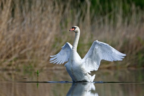 Mute swan (Cygnus olor), gander spreads its wings on the water, Flusslandschaft Peenetal nature