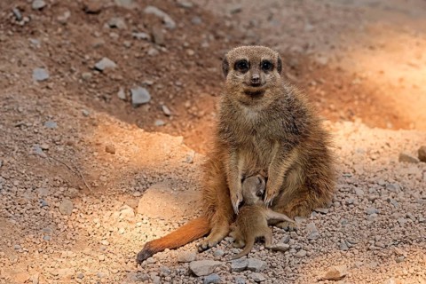 Tiger nut (Suricata suricatta), adult, juvenile, newborn, baby, female, mother with juvenile,
