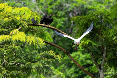 King vulture (Sarcoramphus papa), cock, vulture birds (Aegypiinae), Laguna del Lagarto Lodge,