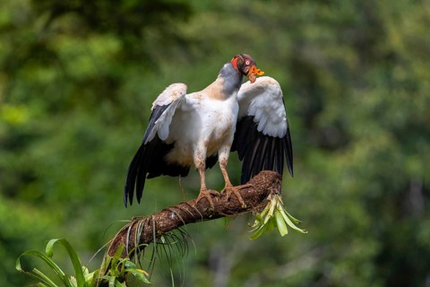 King vulture (Sarcoramphus papa), cock, vulture birds (Aegypiinae), Laguna del Lagarto Lodge,