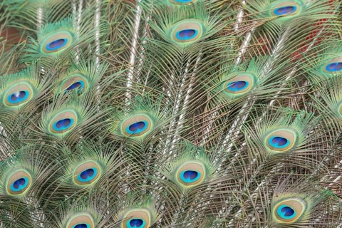 Indian peafowl or Peacock (Pavo cristatus) adult male bird displaying close up of its tail