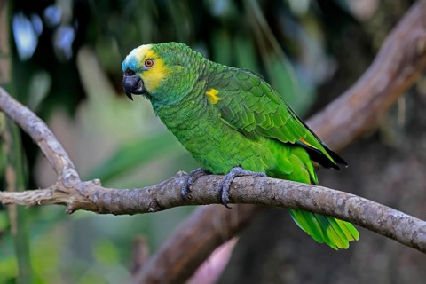Yellow-headed Amazon (Amazona oratrix), adult, on wait, on tree, Central America, Central America