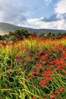 Flowering Montbretia (Crocosmia), Dingle, Dingle Peninsula, County Kerry, Slea Head Drive, Wild