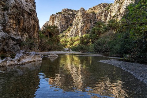 Phoenix theophrasti palms and the river Megalopotamos in the gorge of Preveli, Crete, Greece,