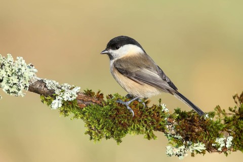 Willow Tit (Parus montanus), sitting on a branch overgrown with lichen and moss, Wildlife, Animals,