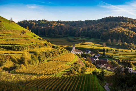 Hilly landscape and vineyards in autumn, near Vogtsburg, Kaiserstuhl, Baden-Württemberg, Germany,