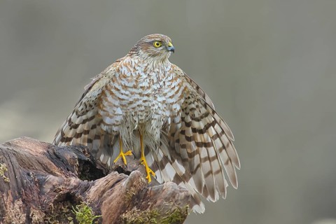 Sparrowhawk (Accipiter nisus) male, plumage drying, sitting on a root, wildlife, bird of prey,
