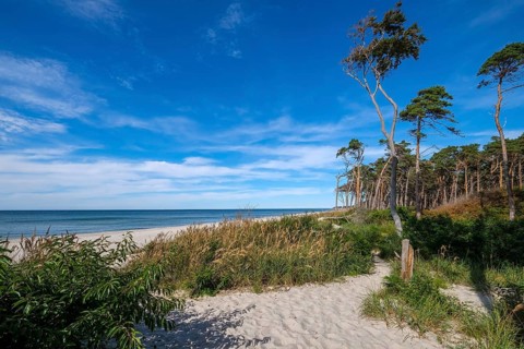Born am Darß, Fischland-Darß-Zingst, Mecklenburg-Vorpommern, Germany, Pine forest in the dunes on