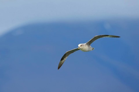 Northern fulmar (Fulmarus glacialis), Spitsbergen, Longyearbyen, Svalbard / Spitsbergen, Norway,