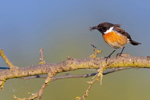 Stonechat, (Saxicola torquata), foraging, male, Bad D¸rkheim district, Eich, Rhineland-Palatinate,