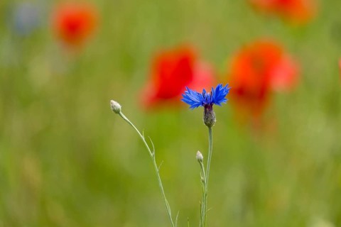 Cornflowers (Cyanus segetum) voe corn poppy, Münsterland, North Rhine-Westphalia, Germany, Europe