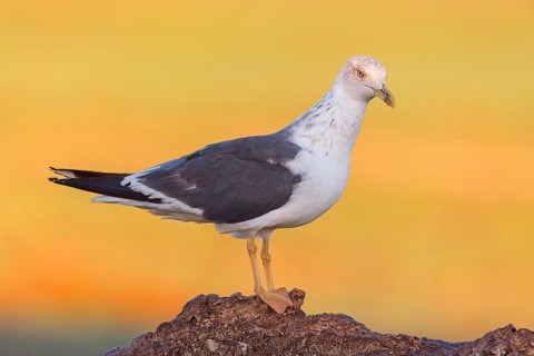 Yellow-legged gull (Larus michahellis), Hides De Calera / Steppe Raptors, Calera Y Chozas, Castilla