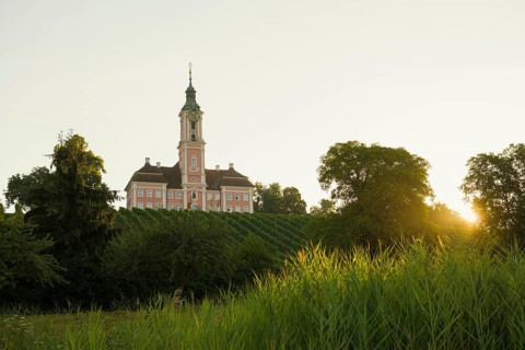 Birnau pilgrimage church and vineyards, sunrise, Uhldingen-Mühlhofen, Lake Constance,