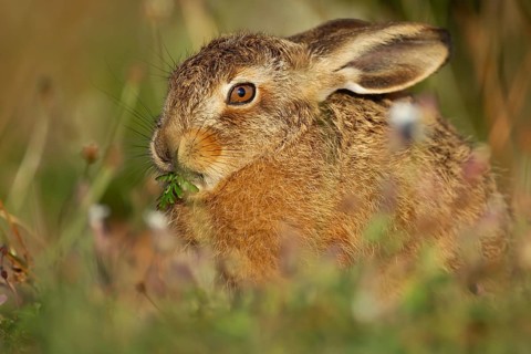 European brown hare (Lepus europaeus) juvenile baby leveret animal feeding in grassland in summer,
