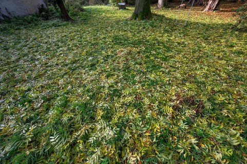 Fallen autumn leaves of a European ash (Fraxinus excelsior), Mecklenburg-Western Pomerania,