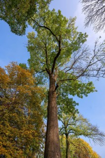 Hundred-year-old ash tree (Fraxinus excelsior) on the Othenstorf estate, Mecklenburg-Western